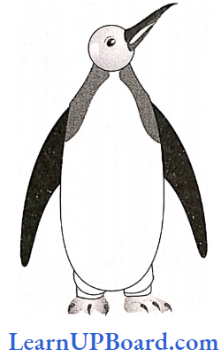 NEET Biology Animal Kingdom Penguin
