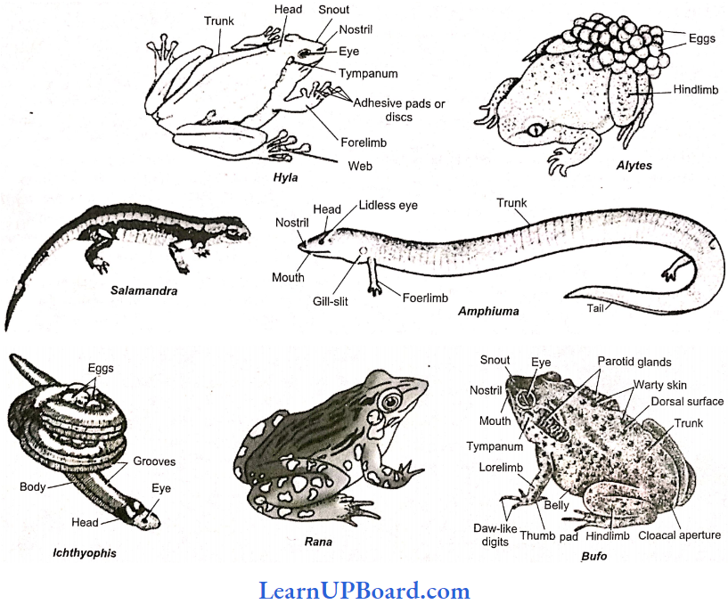 NEET Biology Animal Kingdom Some Amphibians Belonging To The Class Amphibia