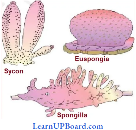 NEET Biology Animal Kingdom Sycon And Euspongia And Spongilla