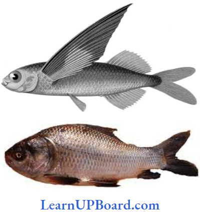 NEET Biology Animal Kngdom Bony Fish Catla And Exocoetus