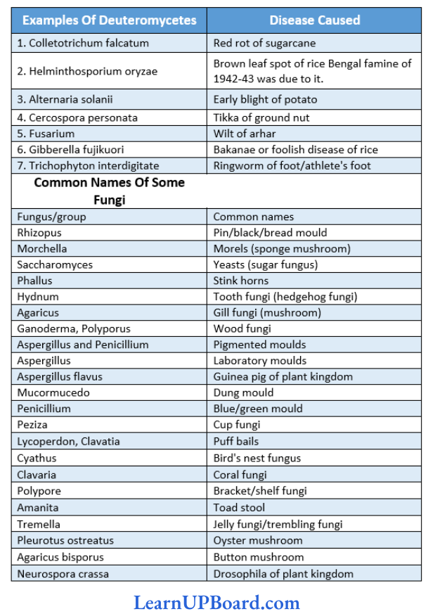 NEET Biology Biological Classification Common Deuteromycetes And Diseases Caused By Them