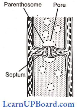 NEET Biology Biological Classification Dolipore Septum