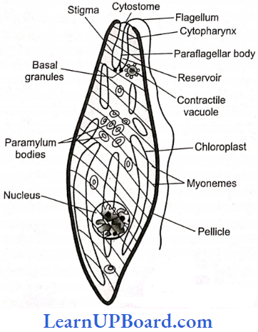 NEET Biology Biological Classification Euglena Structure
