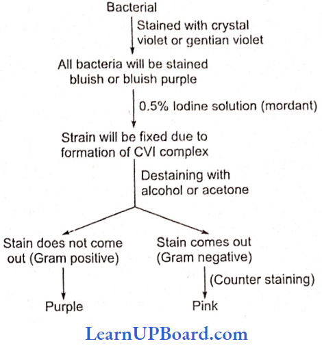 NEET Biology Biological Classification Gram Staining Technique