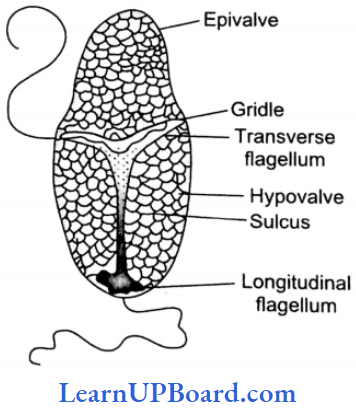 NEET Biology Biological Classification Gymnodinium