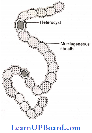 NEET Biology Biological Classification Hetercyst Struture
