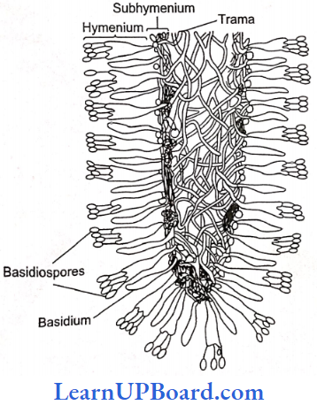 NEET Biology Biological Classification Internal Struture Of Gill