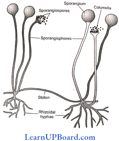 NEET Biology Biological Classification Mycelia Showing Sporangia And Rhizoidal Hyphae