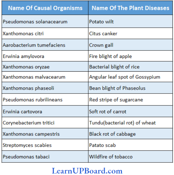NEET Biology Biological Classification Plant Diseases Caused By Bacteria