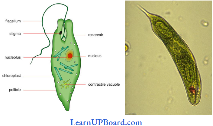 NEET Biology Biological Classification Sailent Features Of Euglenoids