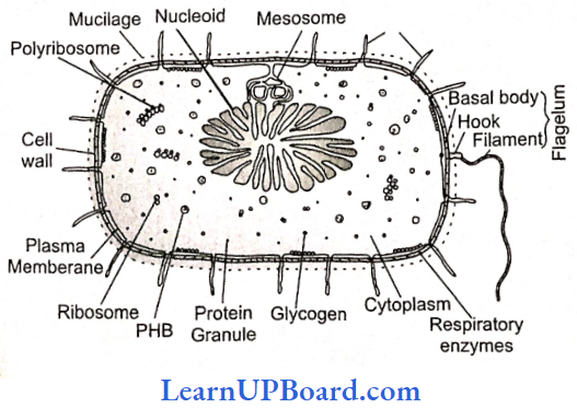 NEET Biology Biological Classification Structure Of Bacterial Cell