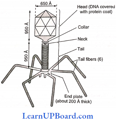 NEET Biology Biological Classification Structure Of T4 Bacteriophage