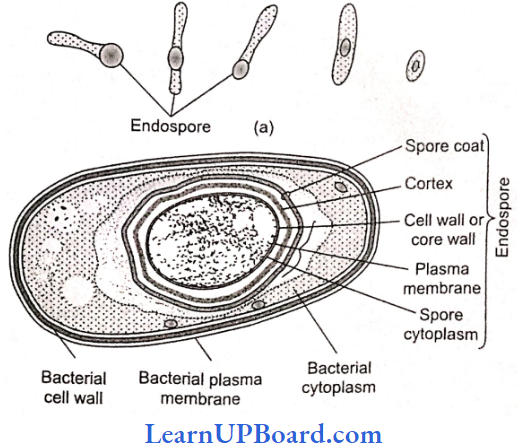 NEET Biology Biological Classification Struture Of An Endospore