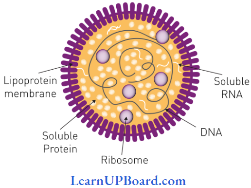 NEET Biology Biological Classification Struture Of Mycoplasma