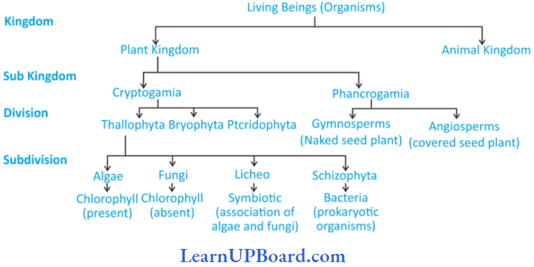 NEET Biology Biological Classification Two Kingdom Classification