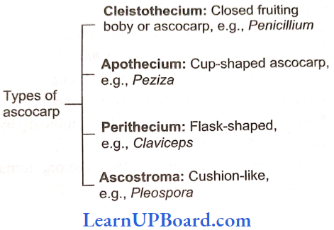 NEET Biology Biological Classification Types Of Ascocarp