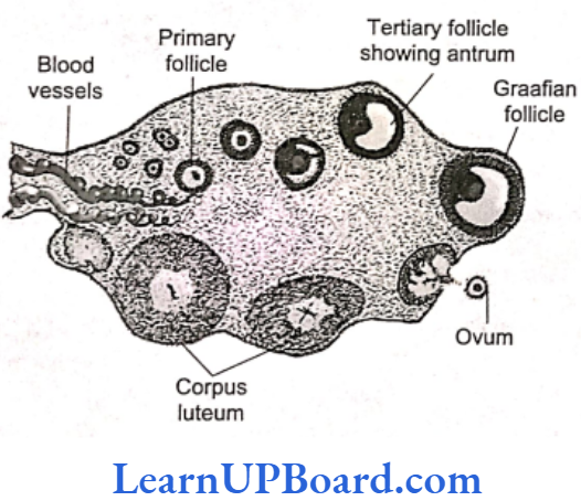 NEET Biology Human Reproduction A section of human ovary