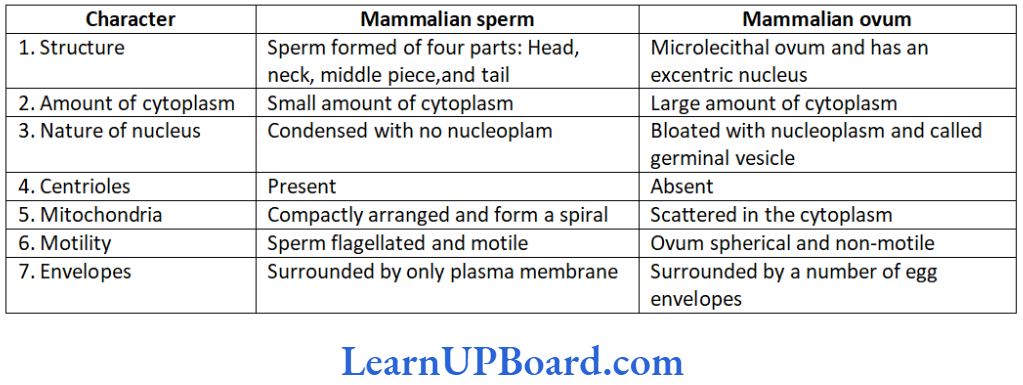 NEET Biology Human Reproduction Comparison of structure of mammalian sperm and mammalian ovum