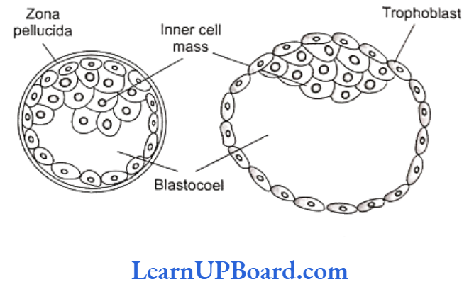 NEET Biology Human Reproduction Development of blastocyst
