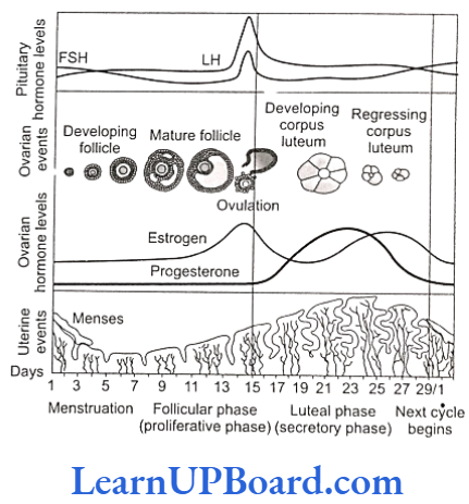 NEET Biology Human Reproduction Diagrammatic representation of various events during a menstrual cycle