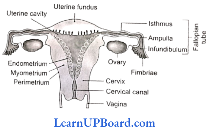 NEET Biology Human Reproduction Female reproductive system