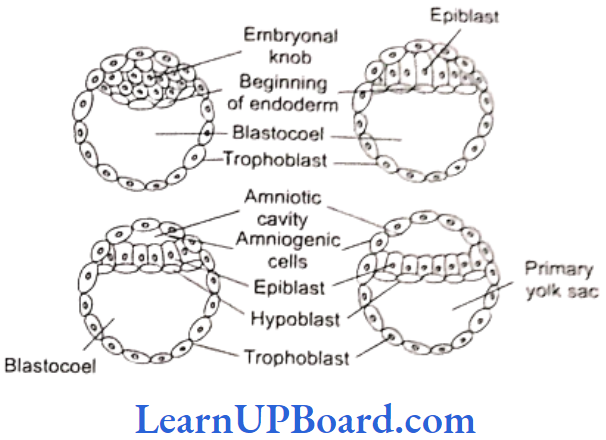 NEET Biology Human Reproduction Formation of endoderm and amniotic cavity