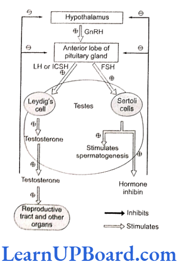 NEET Biology Human Reproduction Hormonal control of male reproductive system