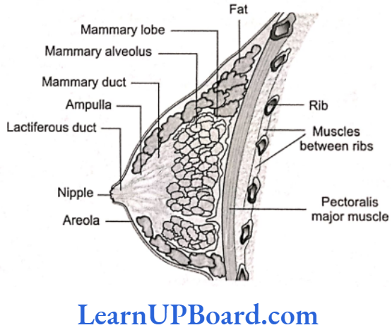 NEET Biology Human Reproduction Mammary glands