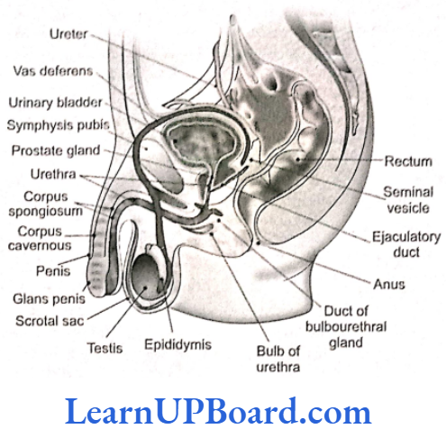 NEET Biology Human Reproduction Midline sagittal section through male pelvis
