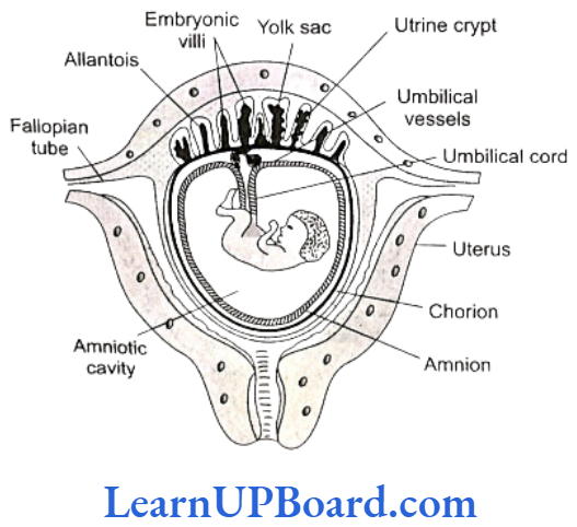 NEET Biology Human Reproduction Placenta in human