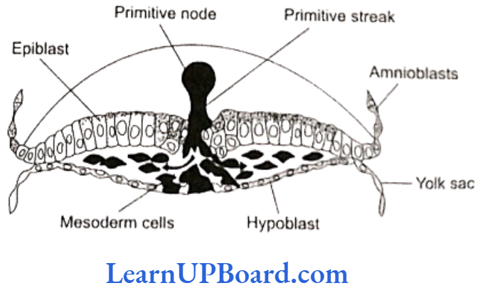 NEET Biology Human Reproduction Primary Germinal Layers