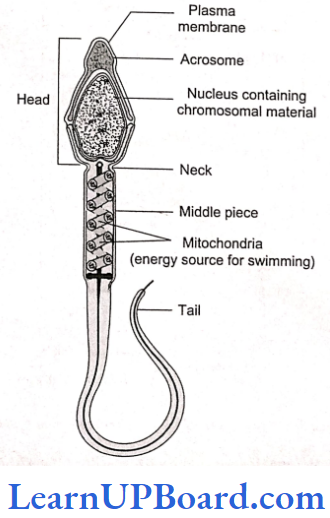 NEET Biology Human Reproduction Structure of a sperm
