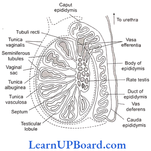 NEET Biology Human Reproduction Structure of testis