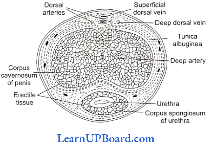 NEET Biology Human Reproduction Transverse section of penis