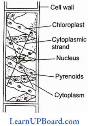 NEET Biology Plant Kingdom A Spirogyra Cell