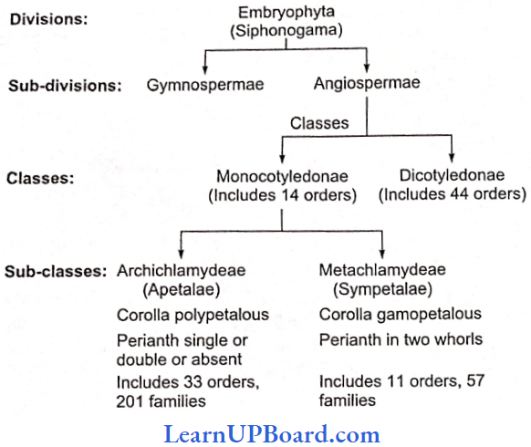 NEET Biology Plant Kingdom An Outline Of Engler And Prantl System Of Classification