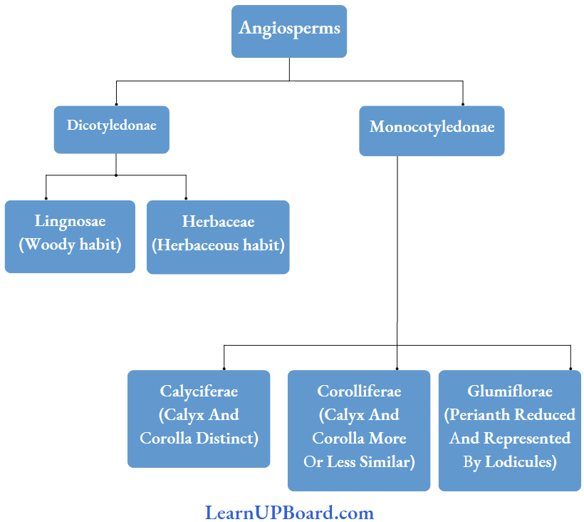 NEET Biology Plant Kingdom An Outline Of Hutchinsons System Of Classification
