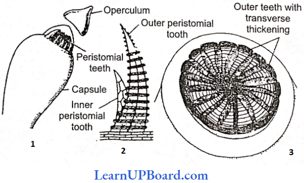 NEET Biology Plant Kingdom Capsule With Peristomial Teeth Inner And Outer Peristomial Teeth And Top Of Capsule After The Removal Of Operculum