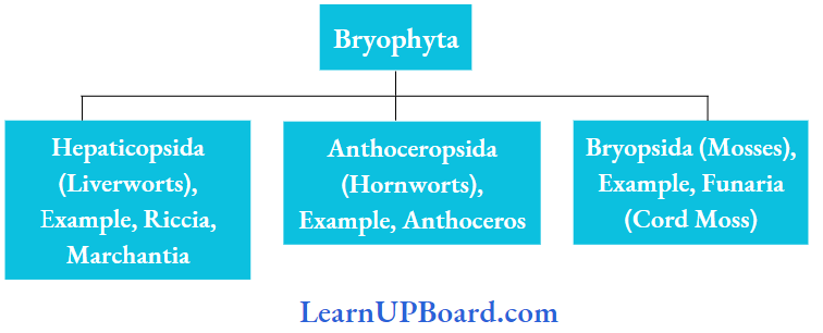 NEET Biology Plant Kingdom Classification Of Bryophyta