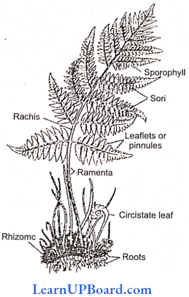 NEET Biology Plant Kingdom Dryopteris