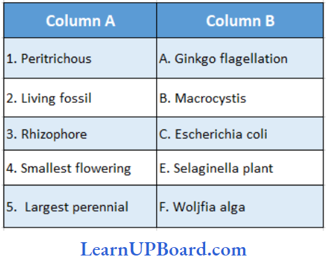 NEET Biology Plant Kingdom Match The Columns Question 204