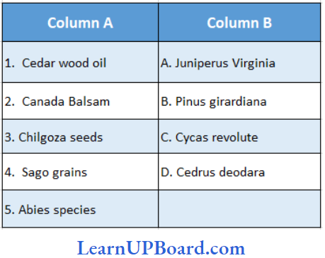 NEET Biology Plant Kingdom Match The Columns Question 95