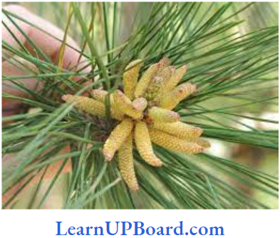 NEET Biology Plant Kingdom Pinus External Features