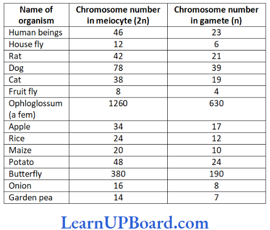 NEET Biology Reproduction In Organisms Chromosome numbers in meiocytes