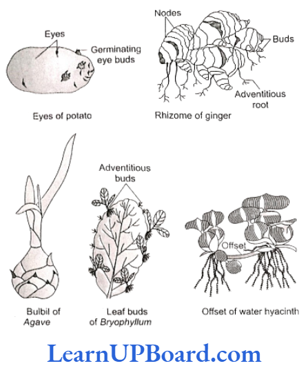 NEET Biology Reproduction In Organisms Vegetative Reproduction in angiosperms