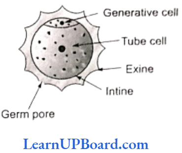 NEET Biology Sexual Reproduction In Flowering Plants Male Gametophyte