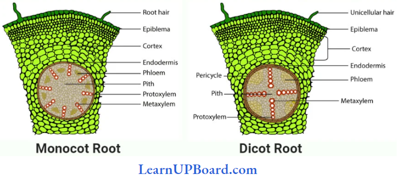 NEET Biology Anatomy Of Flowering Plants Dicot Root And Monocot Root