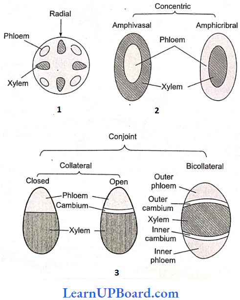 NEET Biology Anatomy Of Flowering Plants Different Types Of Vascular Bundles