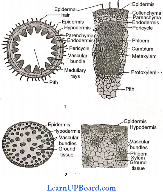 NEET Biology Anatomy Of Flowering Plants TS Dicot Stem And TS Monocot Stem