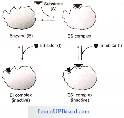 NEET Biology Biomolecules A Non Competitive Inhibitor Binding To Free Enzyme Substrate Complex
